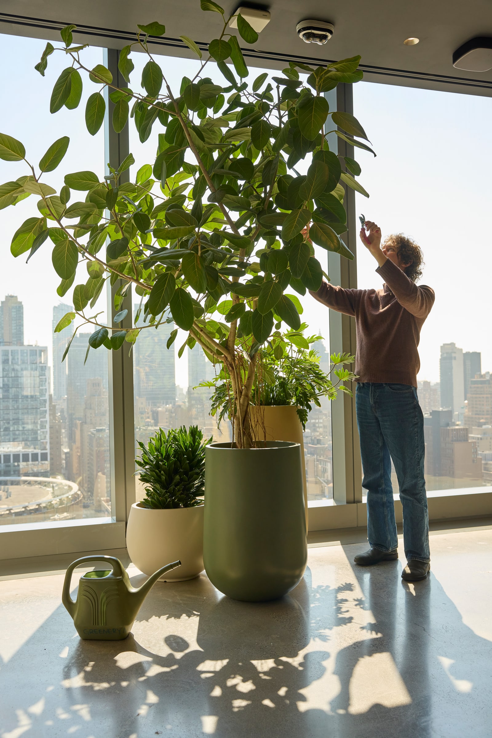 A Greenery NYC horticulturist pruning a tall potted tree beside floor-to-ceiling windows overlooking Manhattan