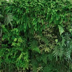 Hydroponic Systems green wall system by Greenery NYC