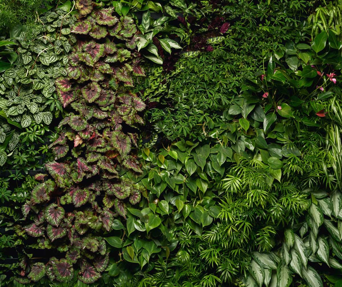 Greenery NYC living wall installation in New York City