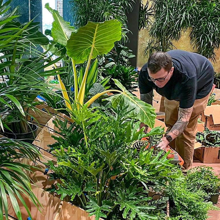 Plantscape Installation in Chicago