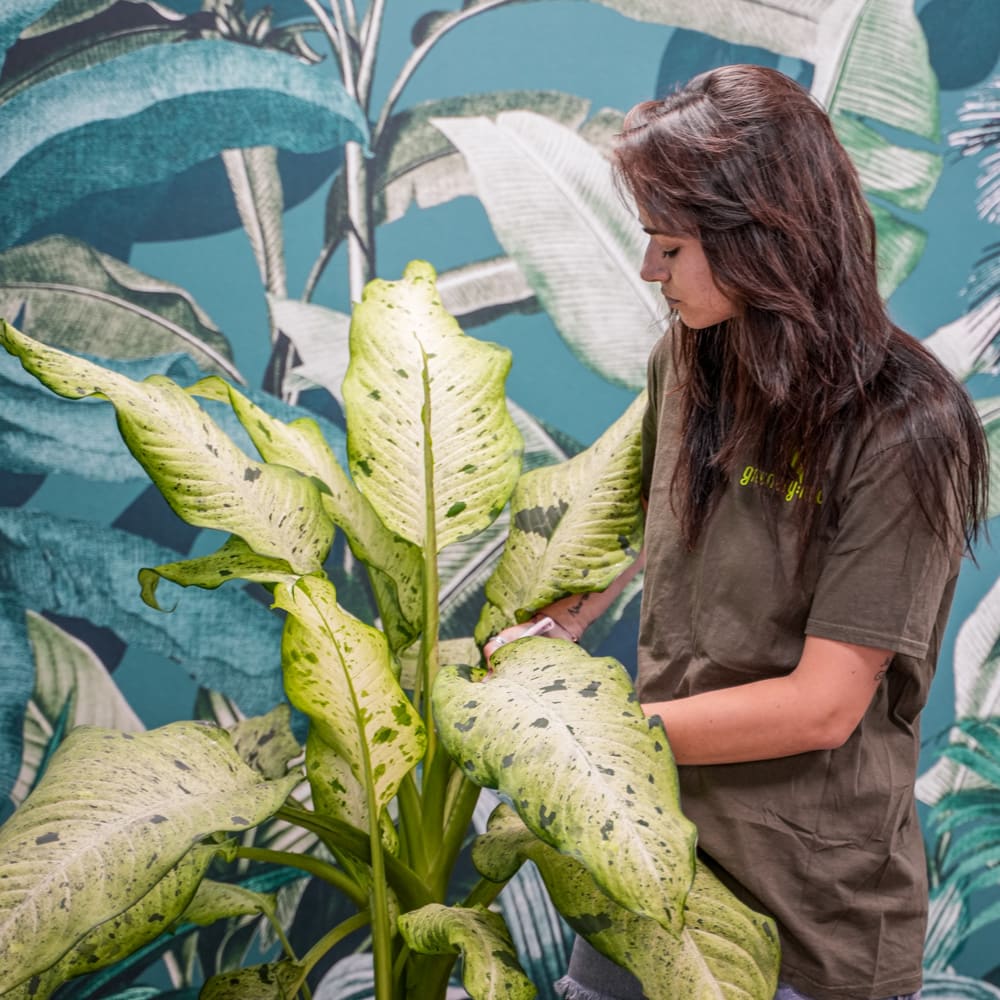 Plant Maintenance in Chicago