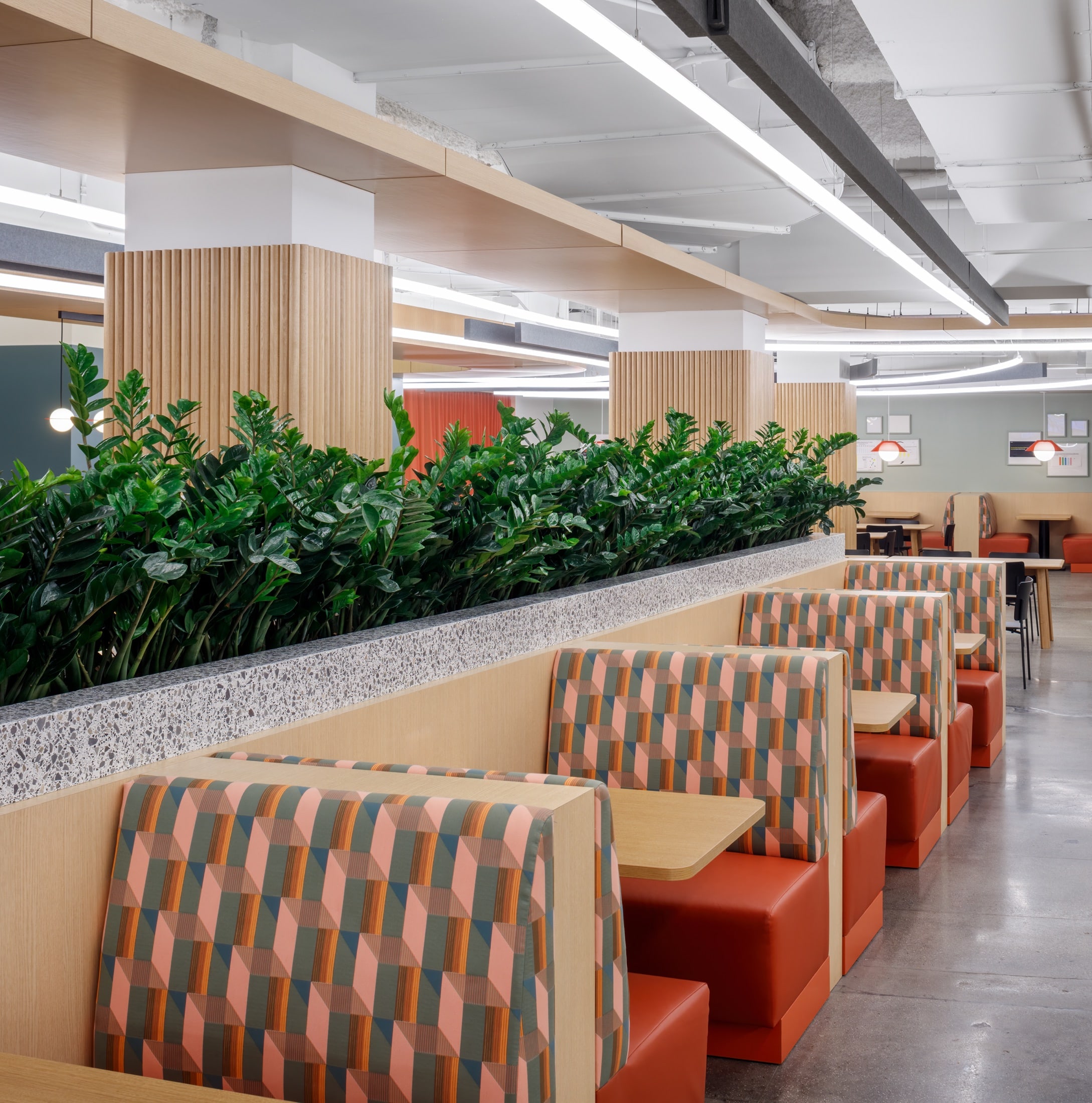 Low-light planting of ZZ, sansevieria and dracaena softening a Manhattan tech office, by Greenery NYC