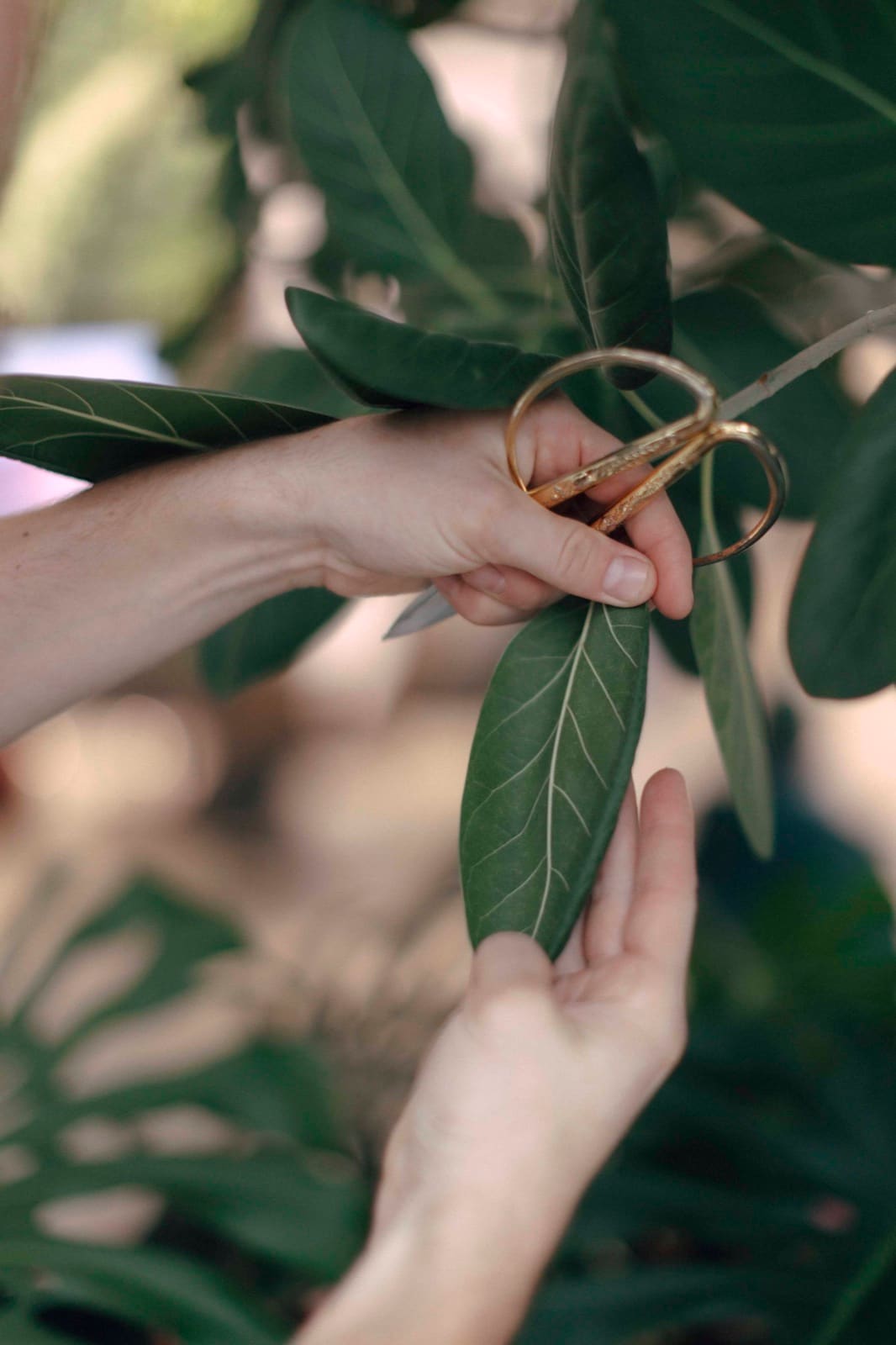 A Greenery NYC horticulturist carefully pruning a plant