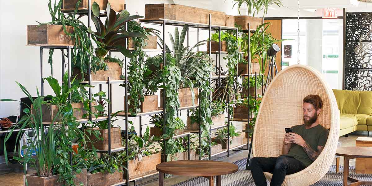 Office Plants - Greenery NYC | A Biophilic Design Company