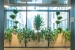 Ted_Talks_Office_Plants_1