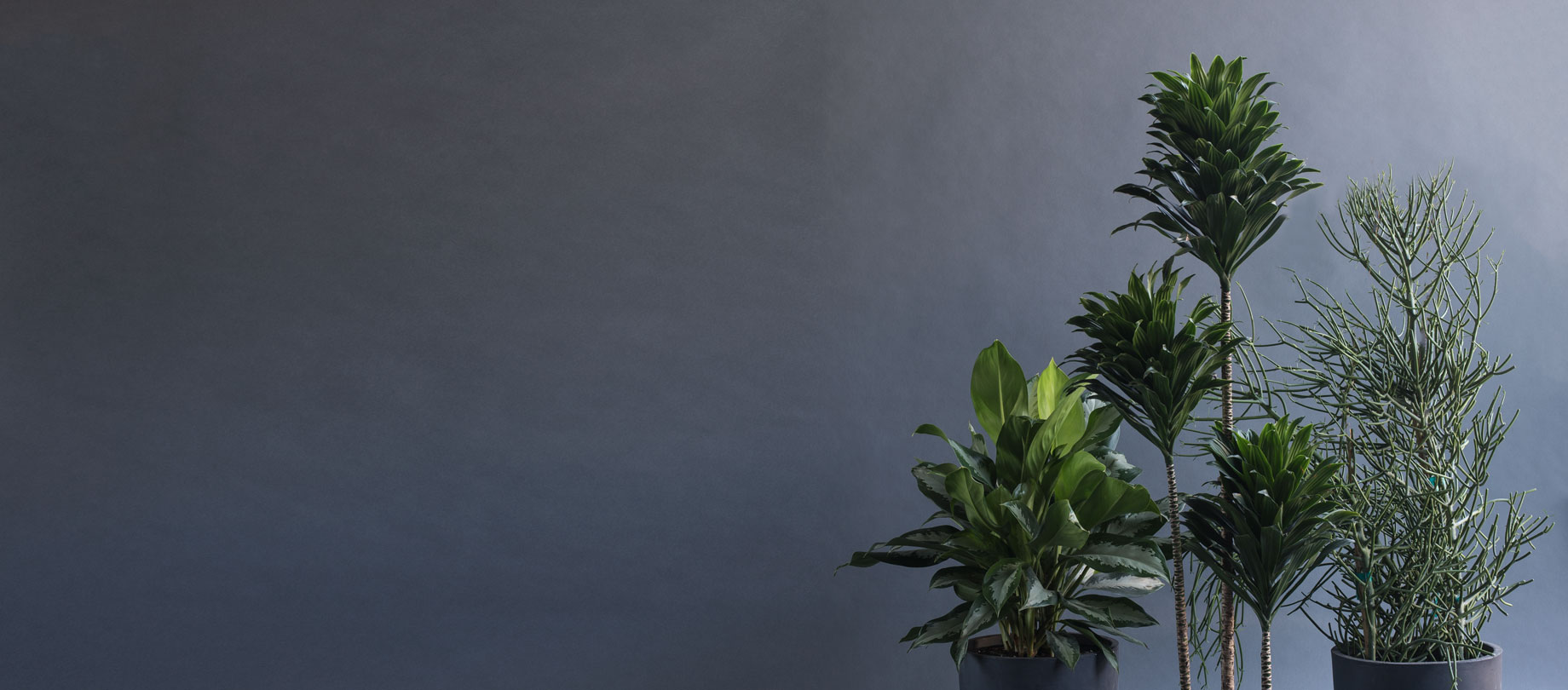 Office Plants Greenery NYC A Biophilic Design Company