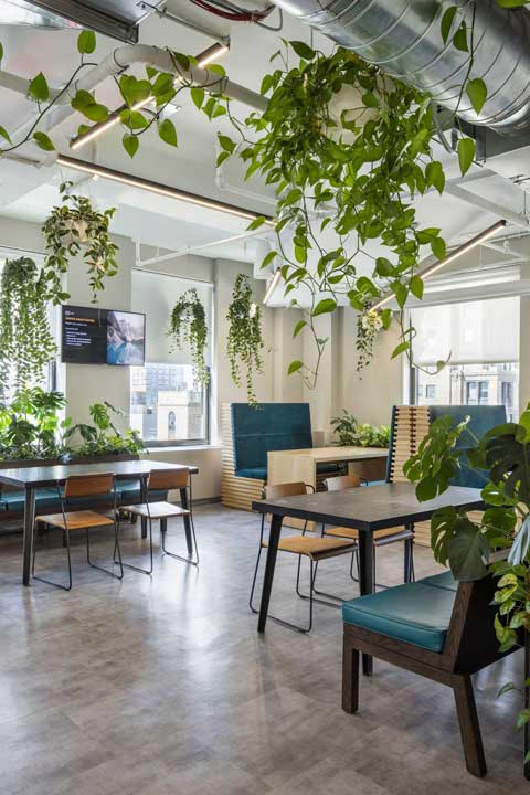 Hanging Vines above office cafe seating
