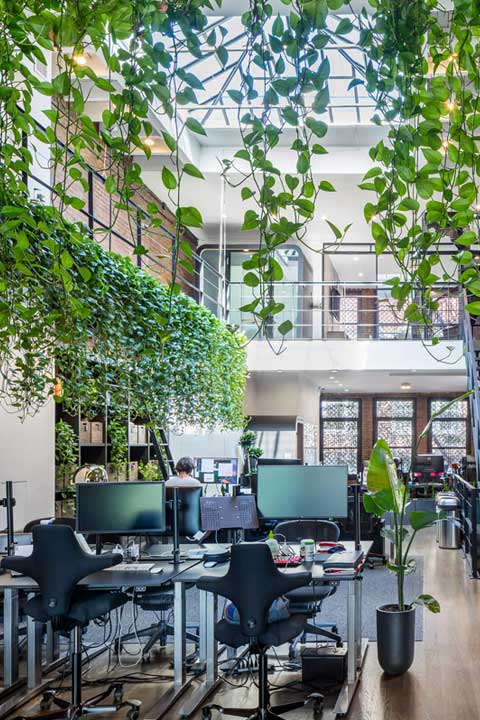 Lush greenery hanging from office ceiling, adding a touch of nature indoors.