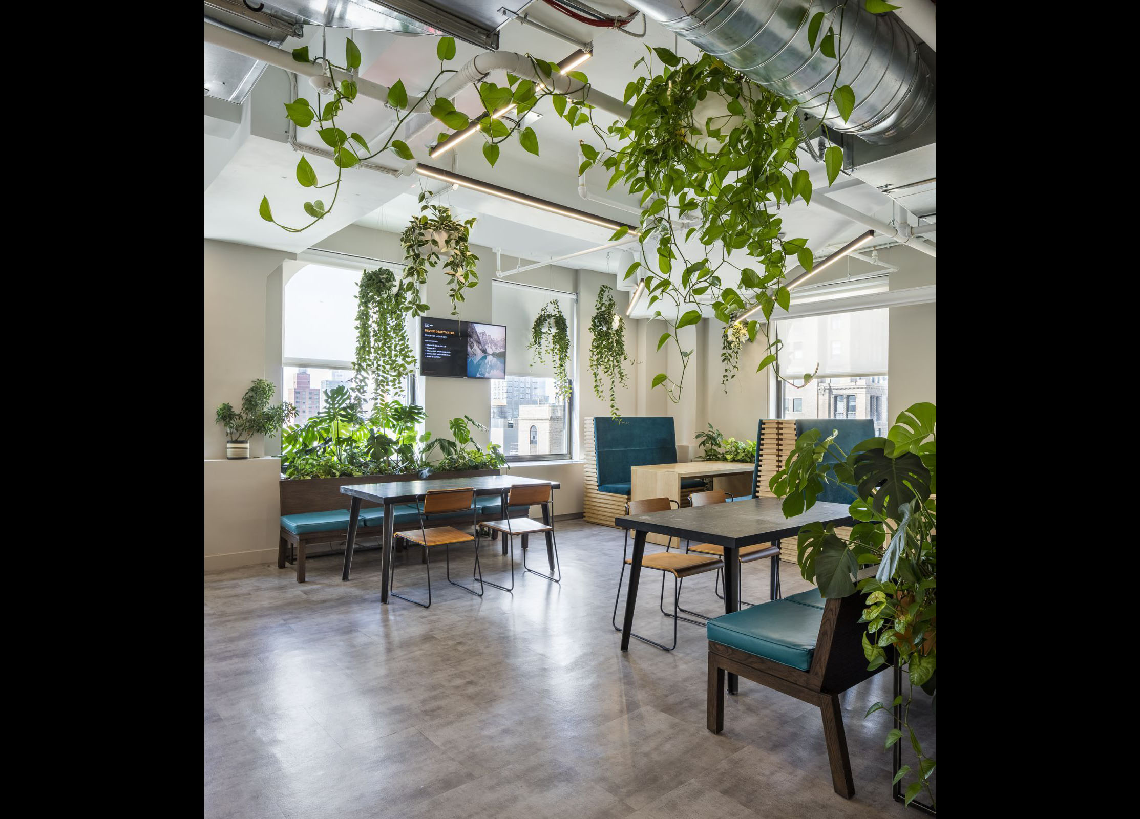 Hanging plants and millwork planters installed in a New York City office.