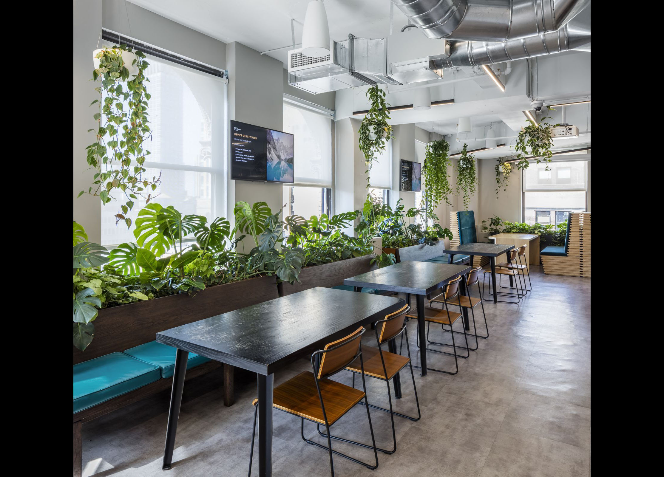 Indoor office plant installation in NYC