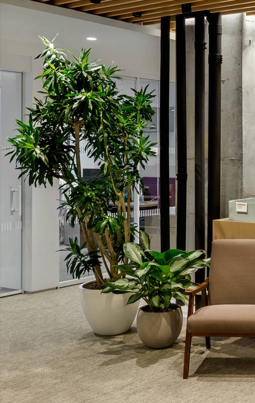 Dracaena reflexa and aglaonema office plant design