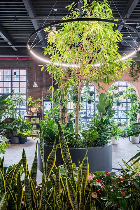 A vibrant collection of various indoor plants showcased in a spacious display, creating a lush and green atmosphere.